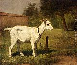 Meadow Wall Art - A Goat In A Meadow
